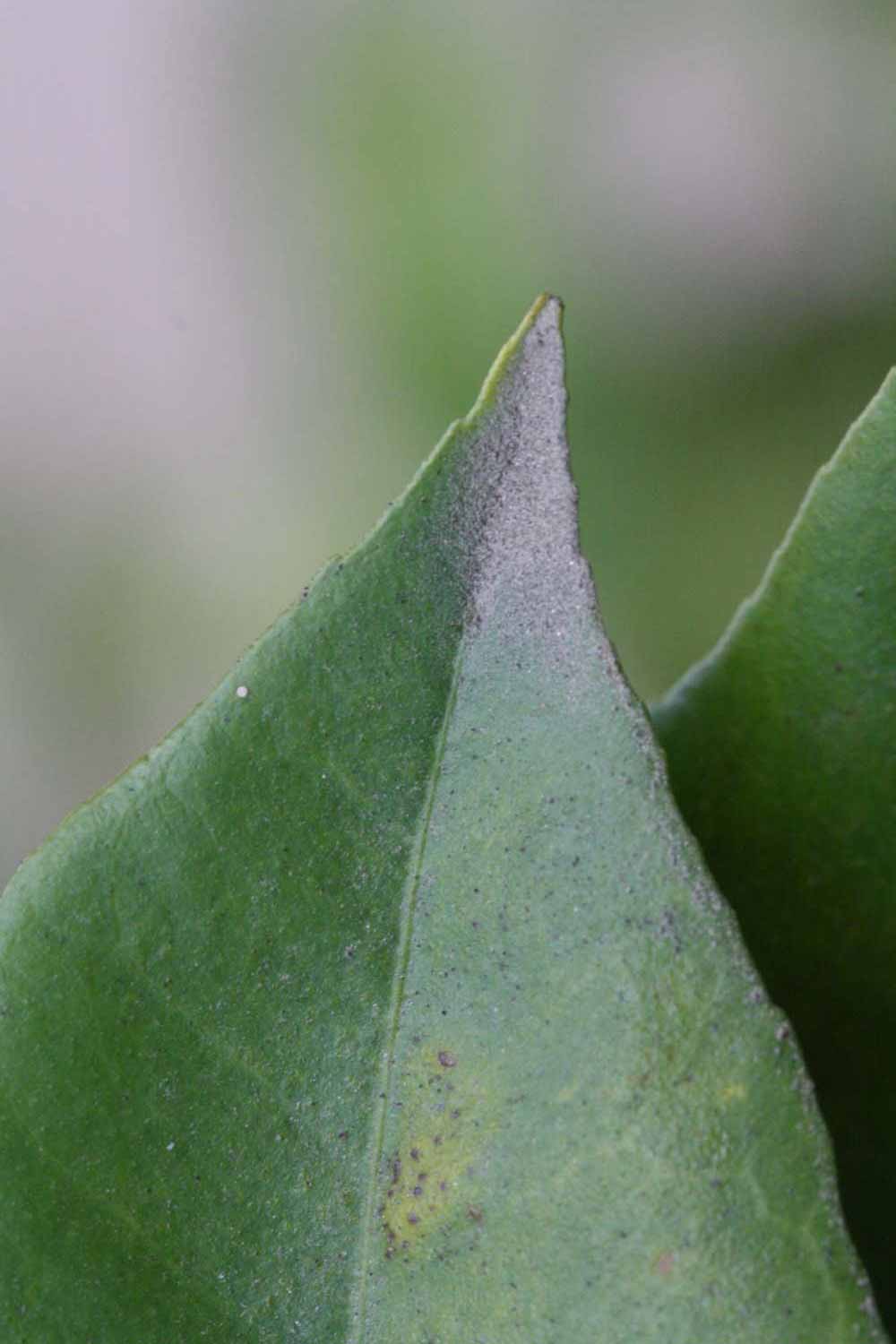              Margin (Riverside, CA)       